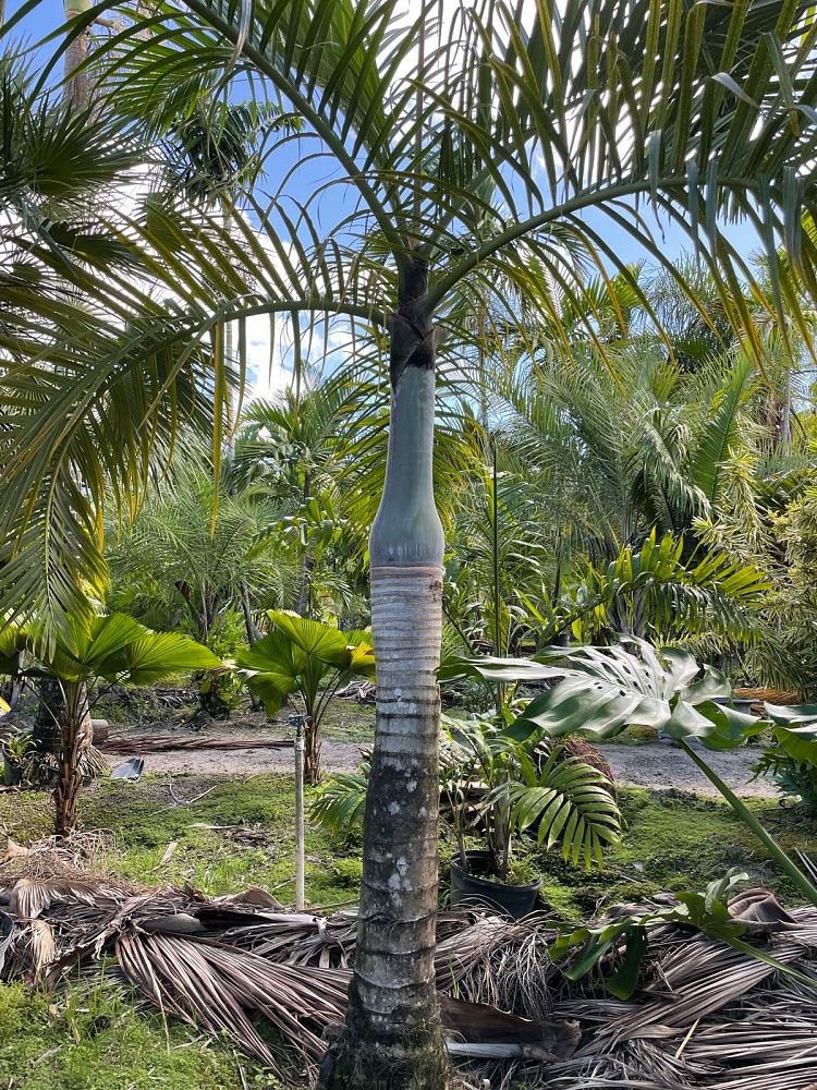 hyophorbe-verschaffeltii-mascarena-palm-spindle-palm