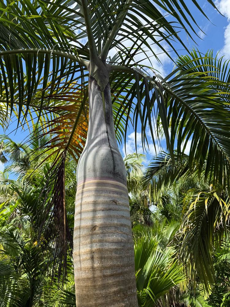 hyophorbe-verschaffeltii-mascarena-palm-spindle-palm