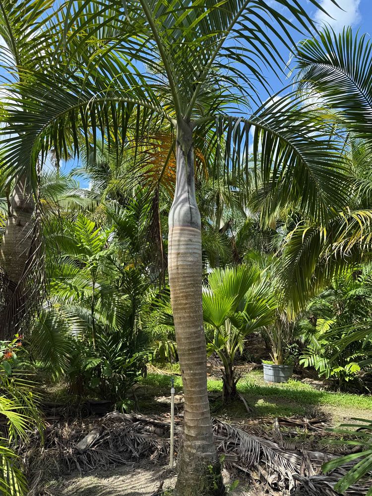 hyophorbe-verschaffeltii-mascarena-palm-spindle-palm