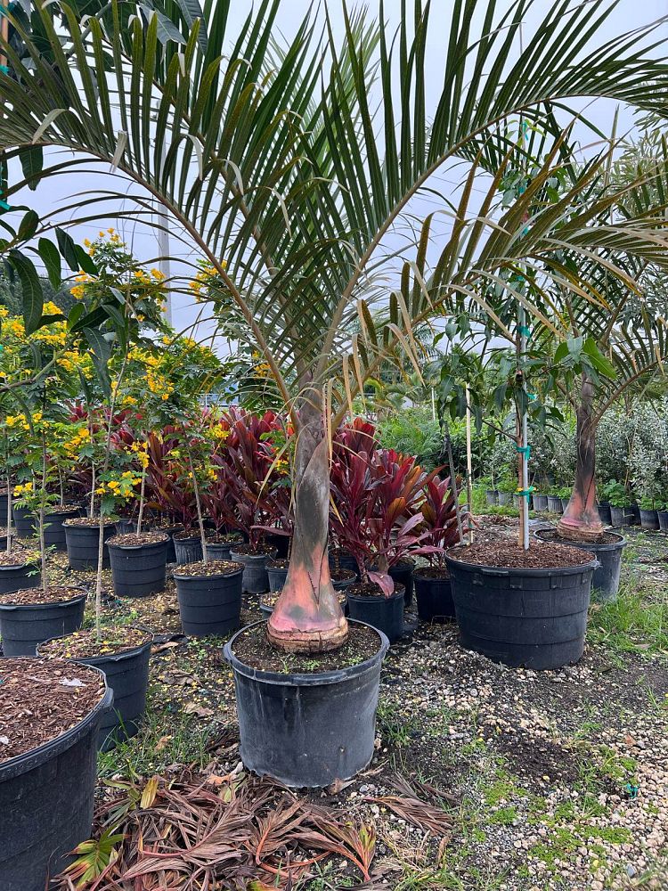 hyophorbe-verschaffeltii-mascarena-palm-spindle-palm