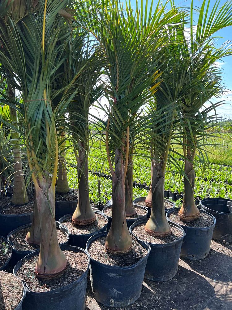 hyophorbe-verschaffeltii-mascarena-palm-spindle-palm