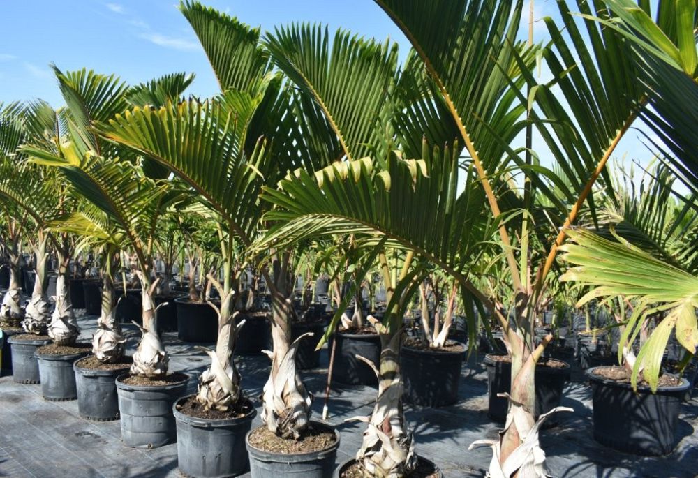 hyophorbe-verschaffeltii-mascarena-palm-spindle-palm