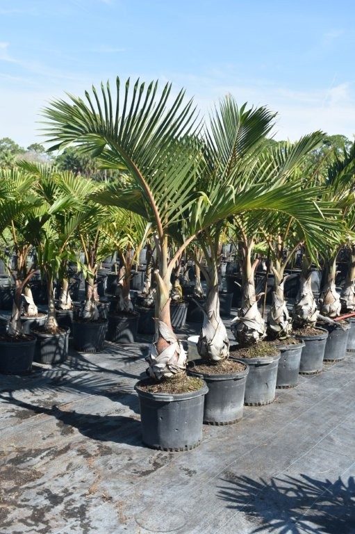 hyophorbe-verschaffeltii-mascarena-palm-spindle-palm