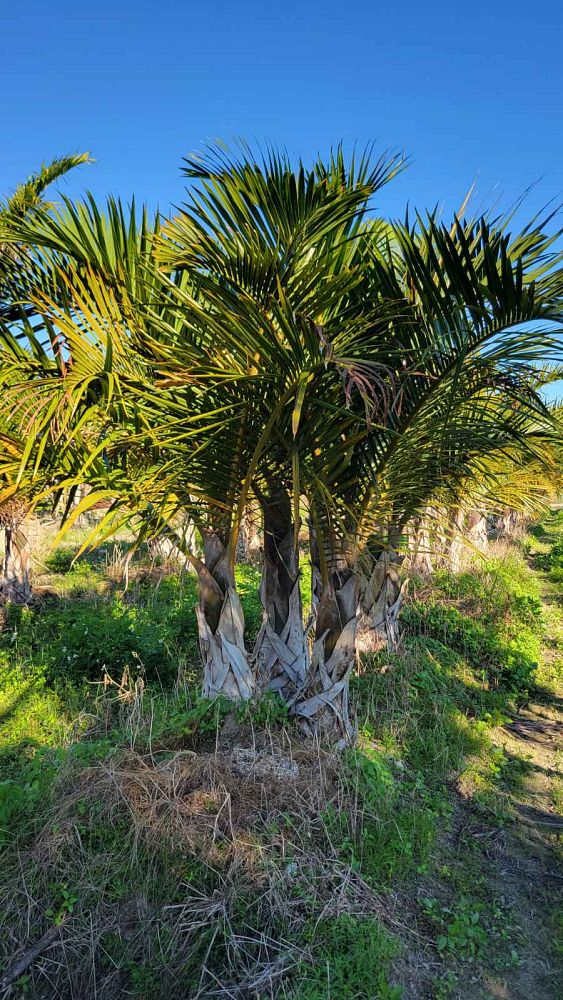 hyophorbe-verschaffeltii-mascarena-palm-spindle-palm
