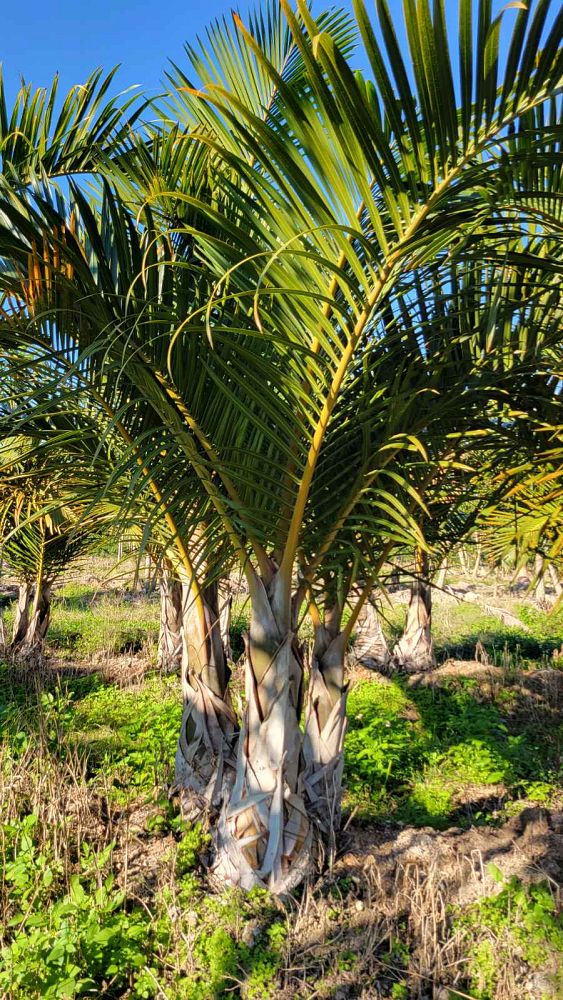 hyophorbe-verschaffeltii-mascarena-palm-spindle-palm