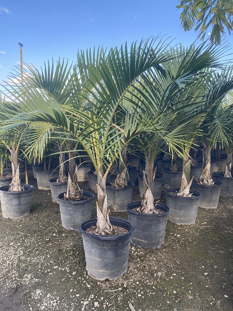 hyophorbe-verschaffeltii-mascarena-palm-spindle-palm