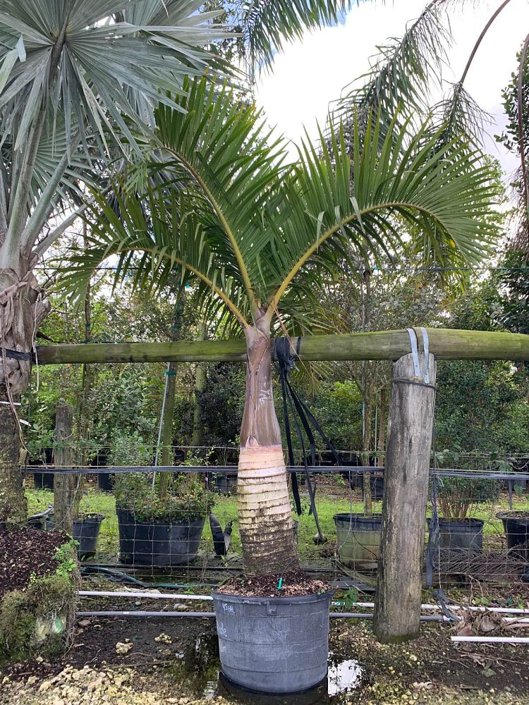 hyophorbe-verschaffeltii-mascarena-palm-spindle-palm