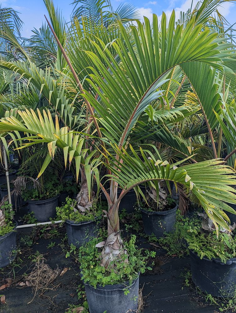 hyophorbe-verschaffeltii-mascarena-palm-spindle-palm