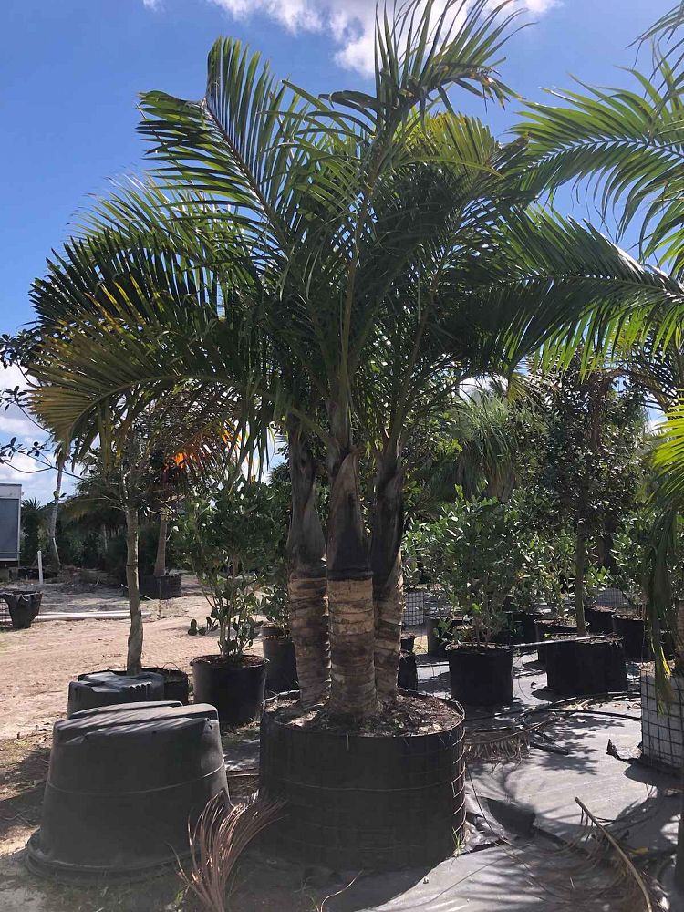 hyophorbe-verschaffeltii-mascarena-palm-spindle-palm
