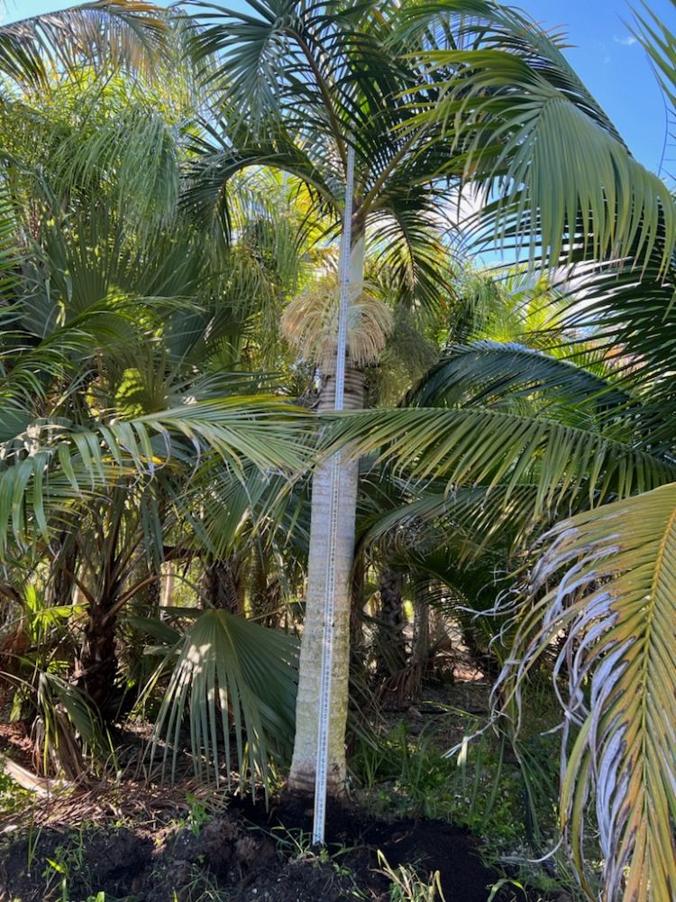 hyophorbe-verschaffeltii-mascarena-palm-spindle-palm
