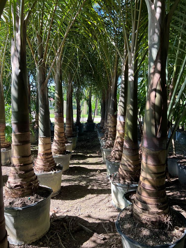hyophorbe-verschaffeltii-mascarena-palm-spindle-palm