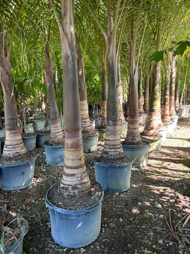 hyophorbe-verschaffeltii-mascarena-palm-spindle-palm