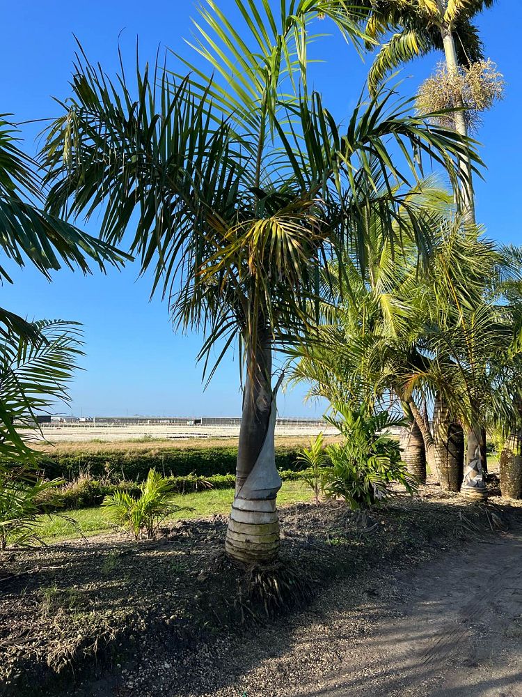 hyophorbe-verschaffeltii-mascarena-palm-spindle-palm