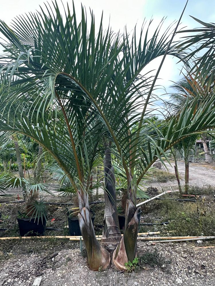 hyophorbe-verschaffeltii-mascarena-palm-spindle-palm