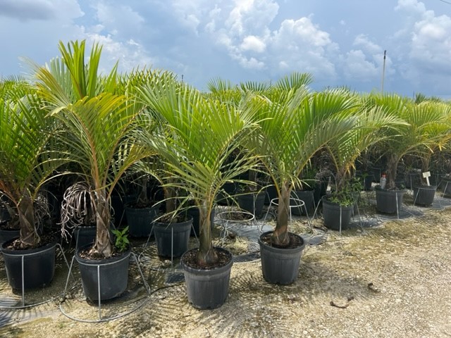 hyophorbe-verschaffeltii-mascarena-palm-spindle-palm