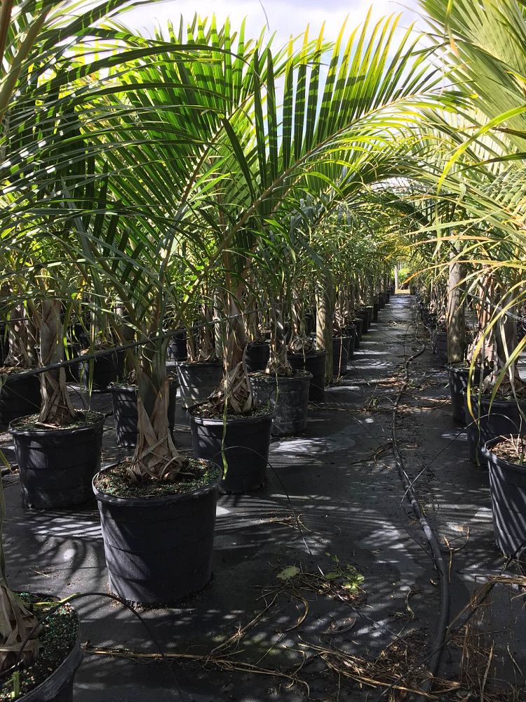 hyophorbe-verschaffeltii-mascarena-palm-spindle-palm