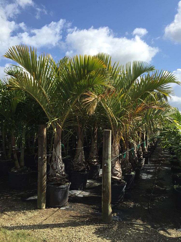 hyophorbe-verschaffeltii-mascarena-palm-spindle-palm