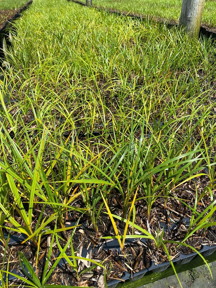 hyophorbe-verschaffeltii-mascarena-palm-spindle-palm