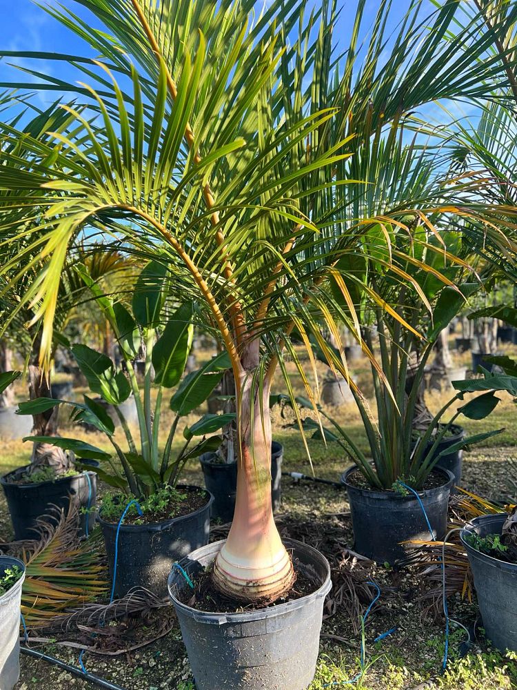 hyophorbe-verschaffeltii-mascarena-palm-spindle-palm