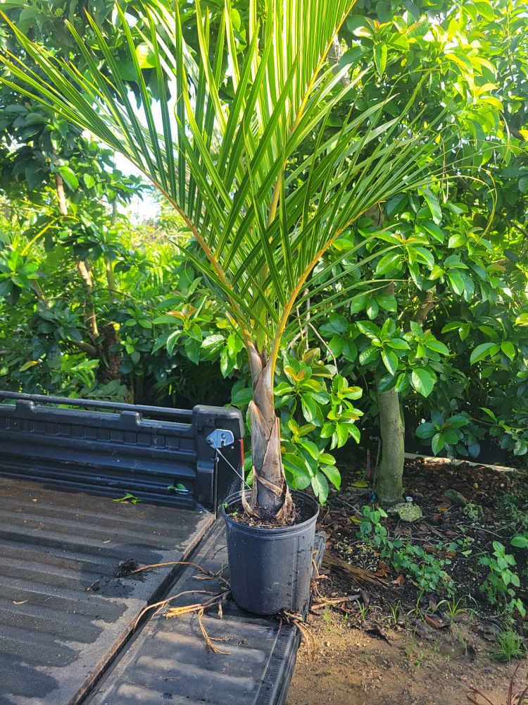 hyophorbe-verschaffeltii-mascarena-palm-spindle-palm
