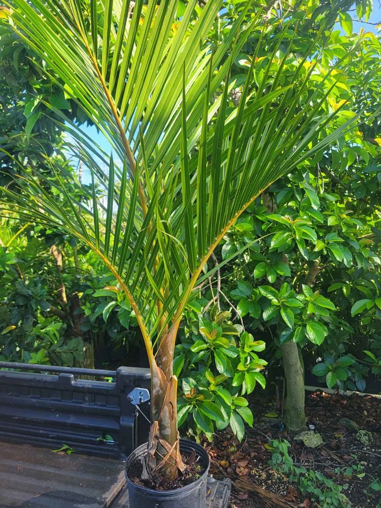 hyophorbe-verschaffeltii-mascarena-palm-spindle-palm