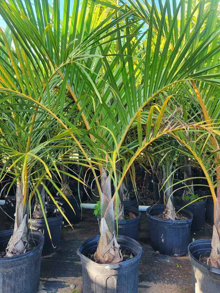 hyophorbe-verschaffeltii-mascarena-palm-spindle-palm