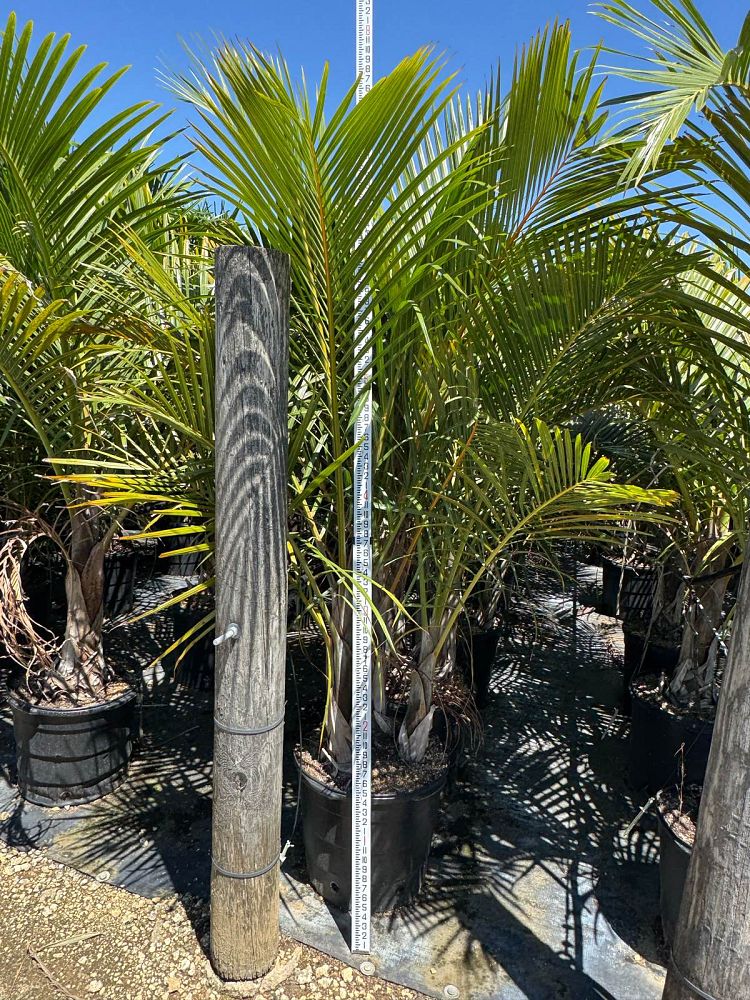 hyophorbe-verschaffeltii-mascarena-palm-spindle-palm