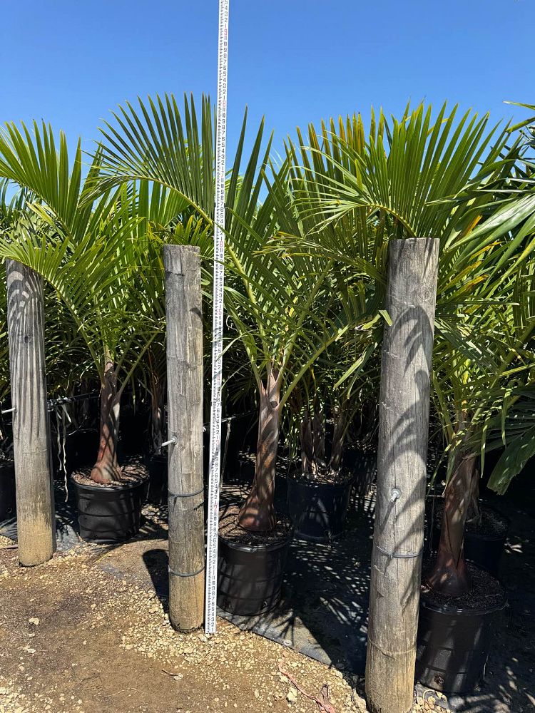 hyophorbe-verschaffeltii-mascarena-palm-spindle-palm