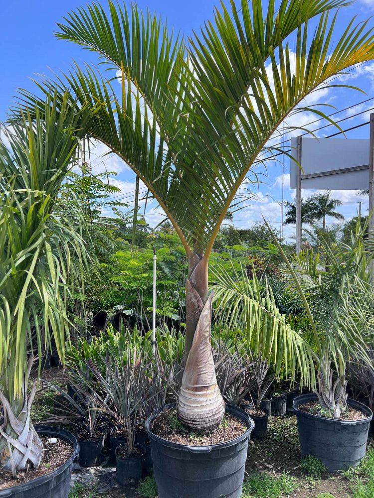 hyophorbe-verschaffeltii-mascarena-palm-spindle-palm