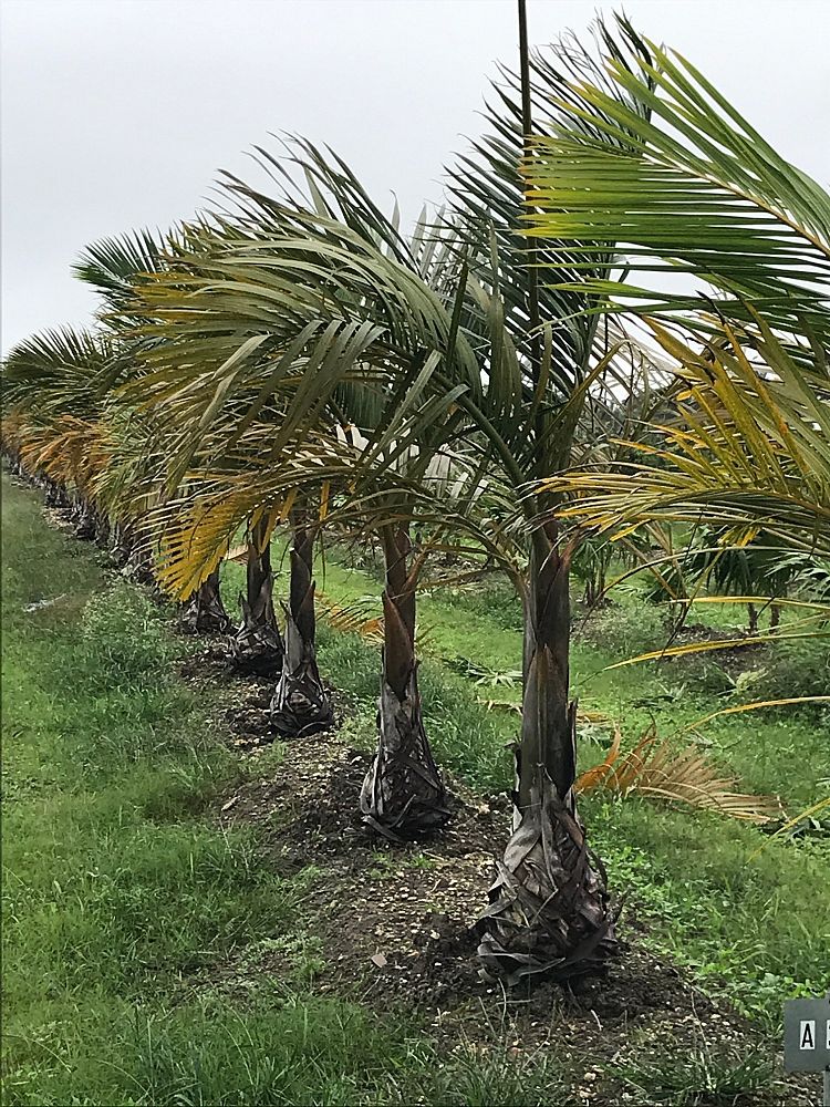 hyophorbe-verschaffeltii-mascarena-palm-spindle-palm