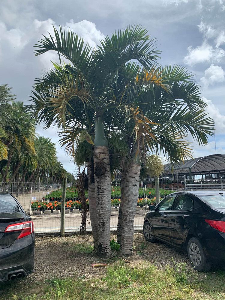 hyophorbe-verschaffeltii-mascarena-palm-spindle-palm