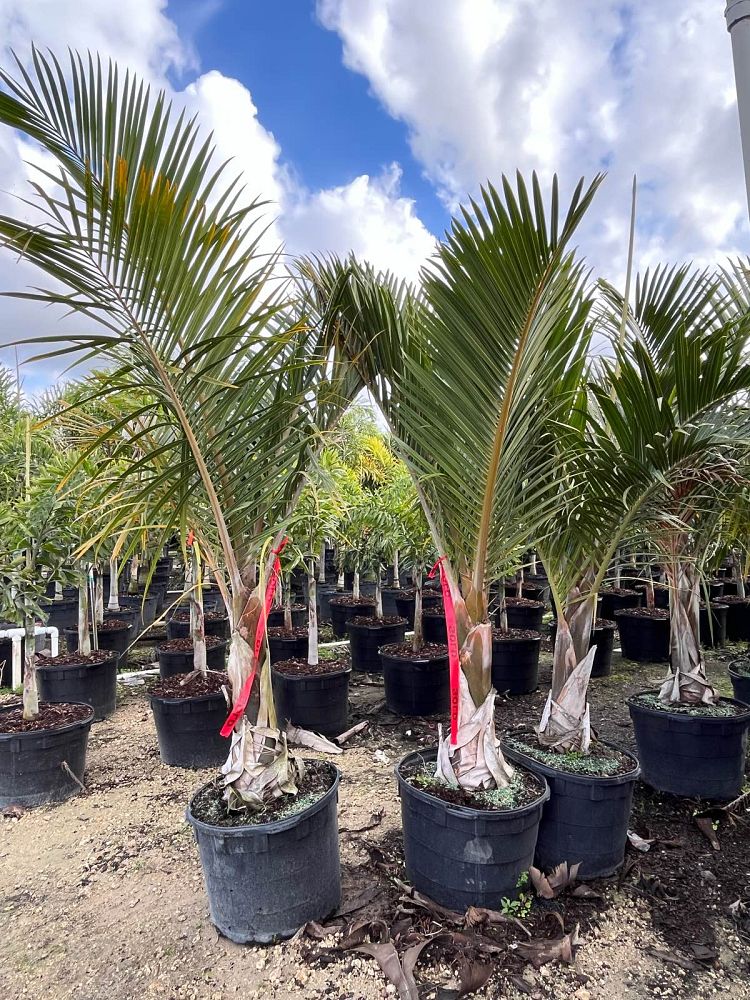 hyophorbe-verschaffeltii-mascarena-palm-spindle-palm