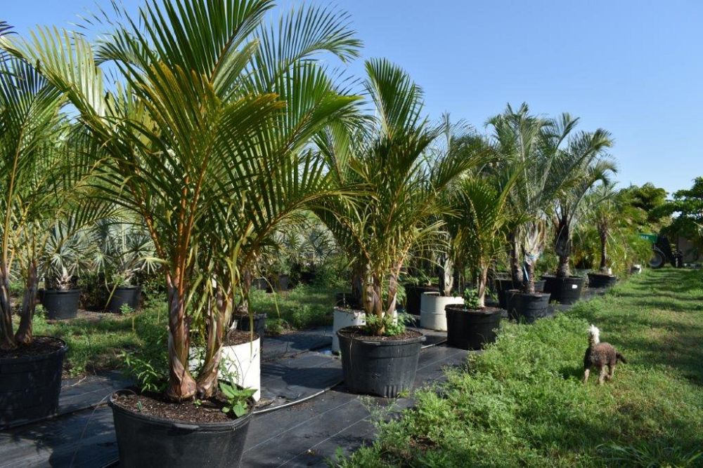 hyophorbe-verschaffeltii-mascarena-palm-spindle-palm
