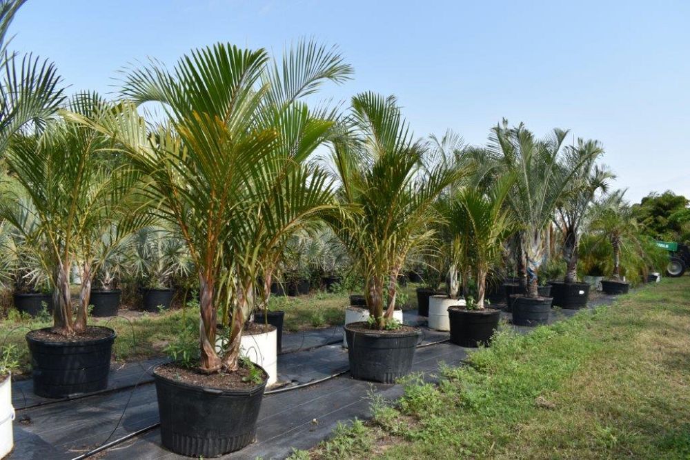 hyophorbe-verschaffeltii-mascarena-palm-spindle-palm