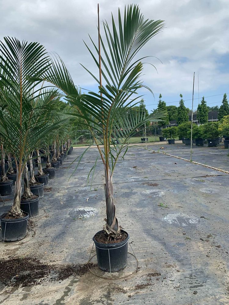 hyophorbe-verschaffeltii-mascarena-palm-spindle-palm