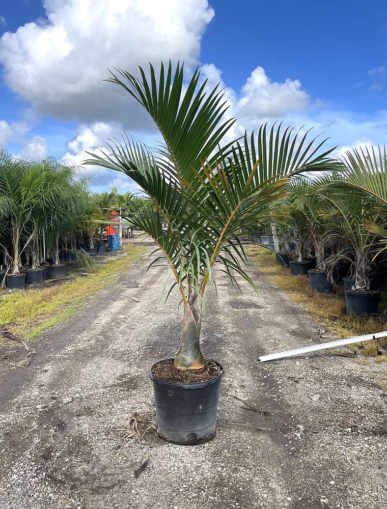 hyophorbe-verschaffeltii-mascarena-palm-spindle-palm