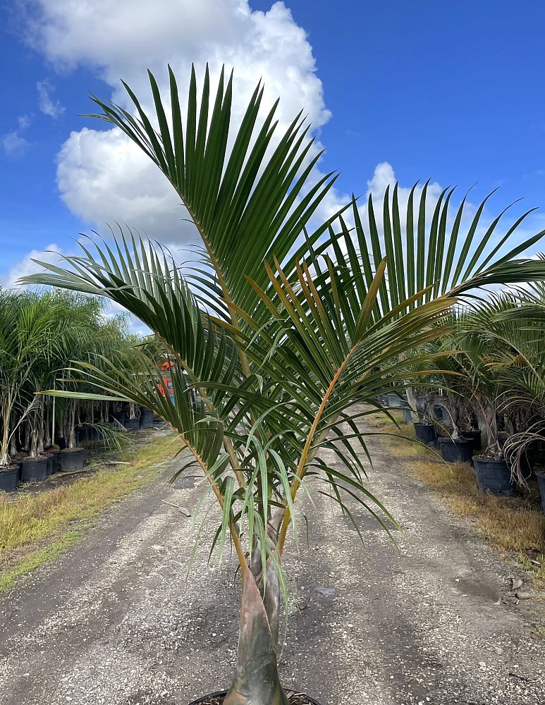 hyophorbe-verschaffeltii-mascarena-palm-spindle-palm