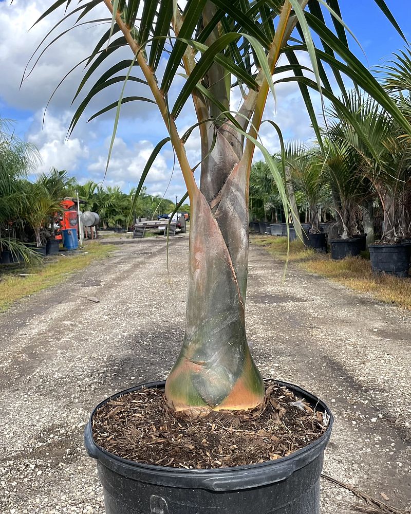 hyophorbe-verschaffeltii-mascarena-palm-spindle-palm