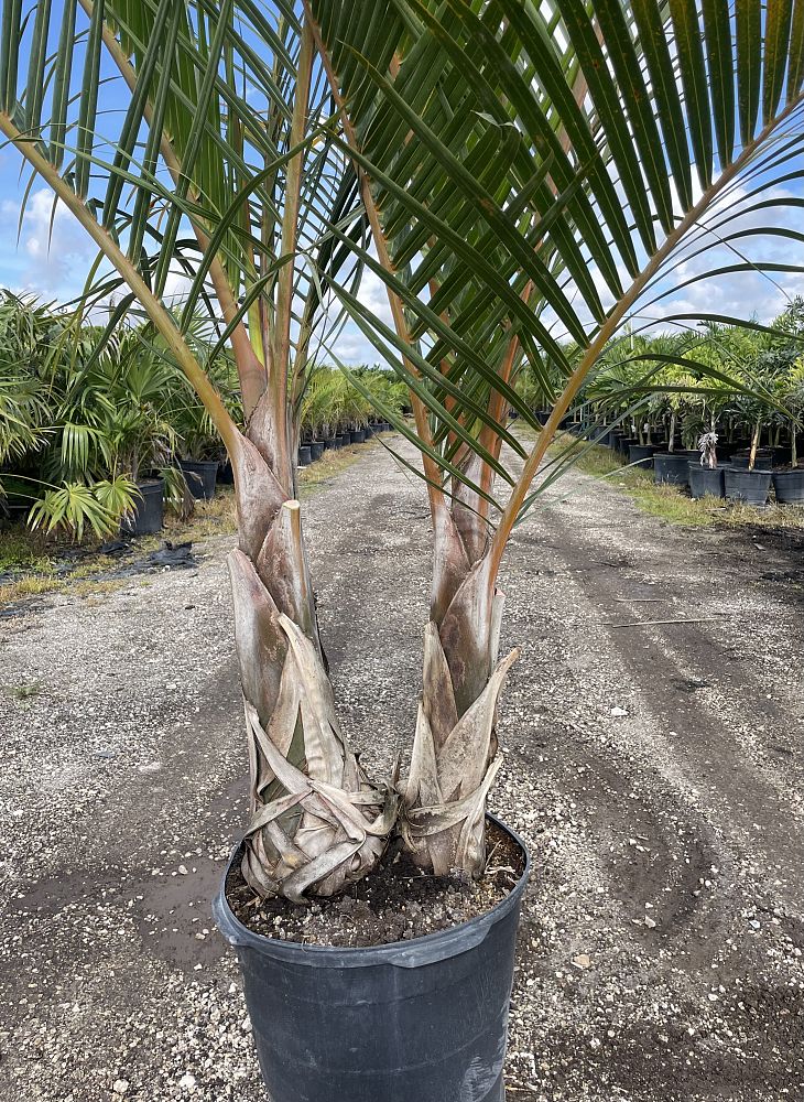 hyophorbe-verschaffeltii-mascarena-palm-spindle-palm