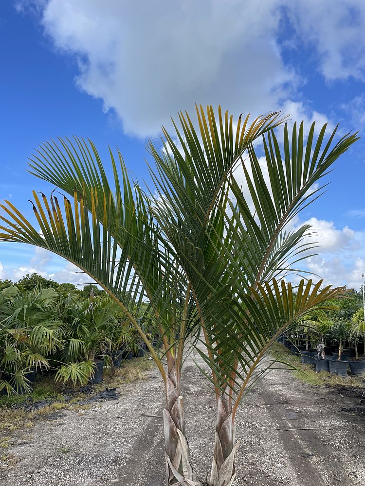 hyophorbe-verschaffeltii-mascarena-palm-spindle-palm