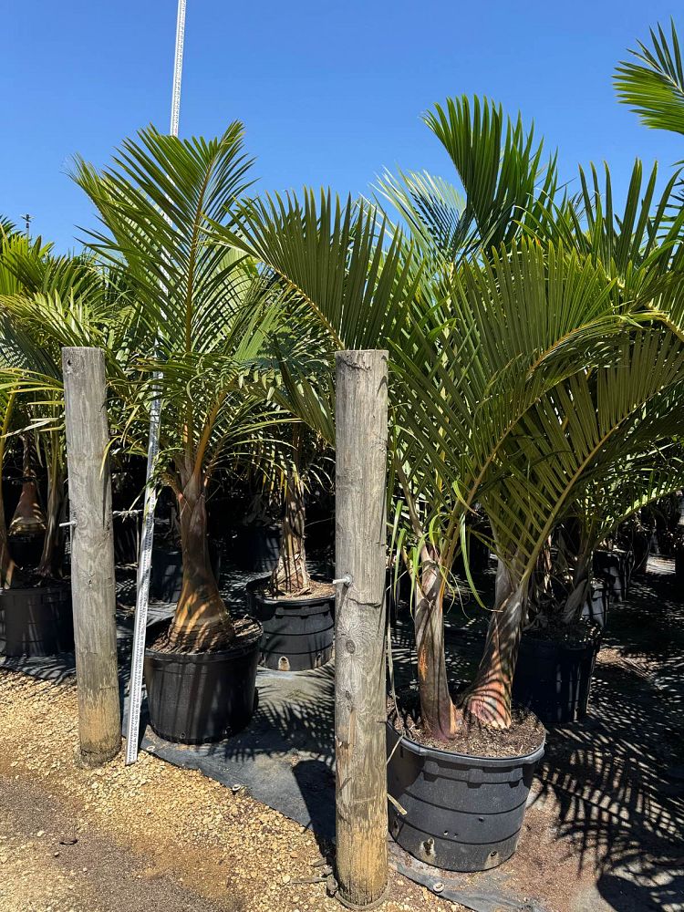hyophorbe-verschaffeltii-mascarena-palm-spindle-palm