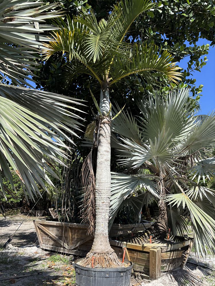 hyophorbe-verschaffeltii-mascarena-palm-spindle-palm