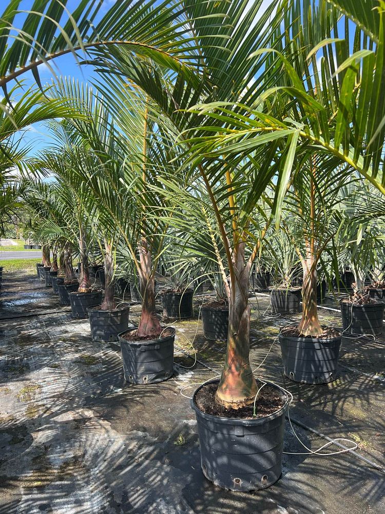 hyophorbe-verschaffeltii-mascarena-palm-spindle-palm