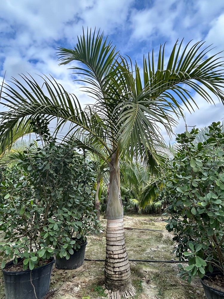 hyophorbe-verschaffeltii-mascarena-palm-spindle-palm