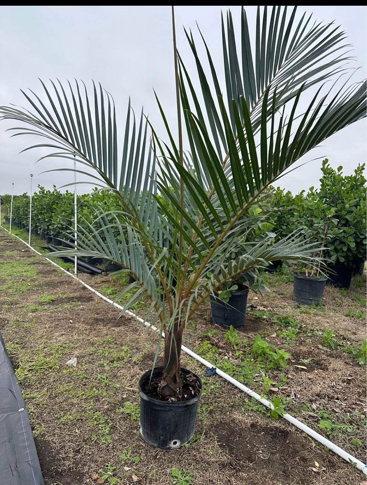 hyophorbe-verschaffeltii-mascarena-palm-spindle-palm