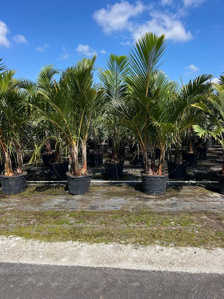 hyophorbe-verschaffeltii-mascarena-palm-spindle-palm