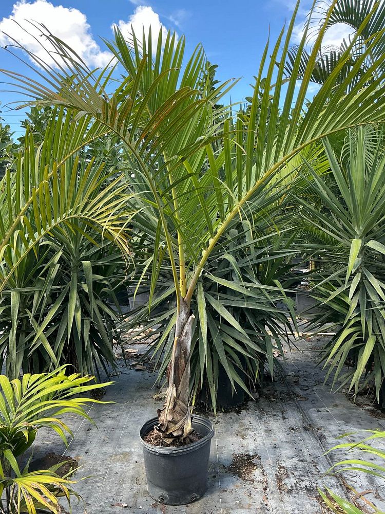 hyophorbe-verschaffeltii-mascarena-palm-spindle-palm