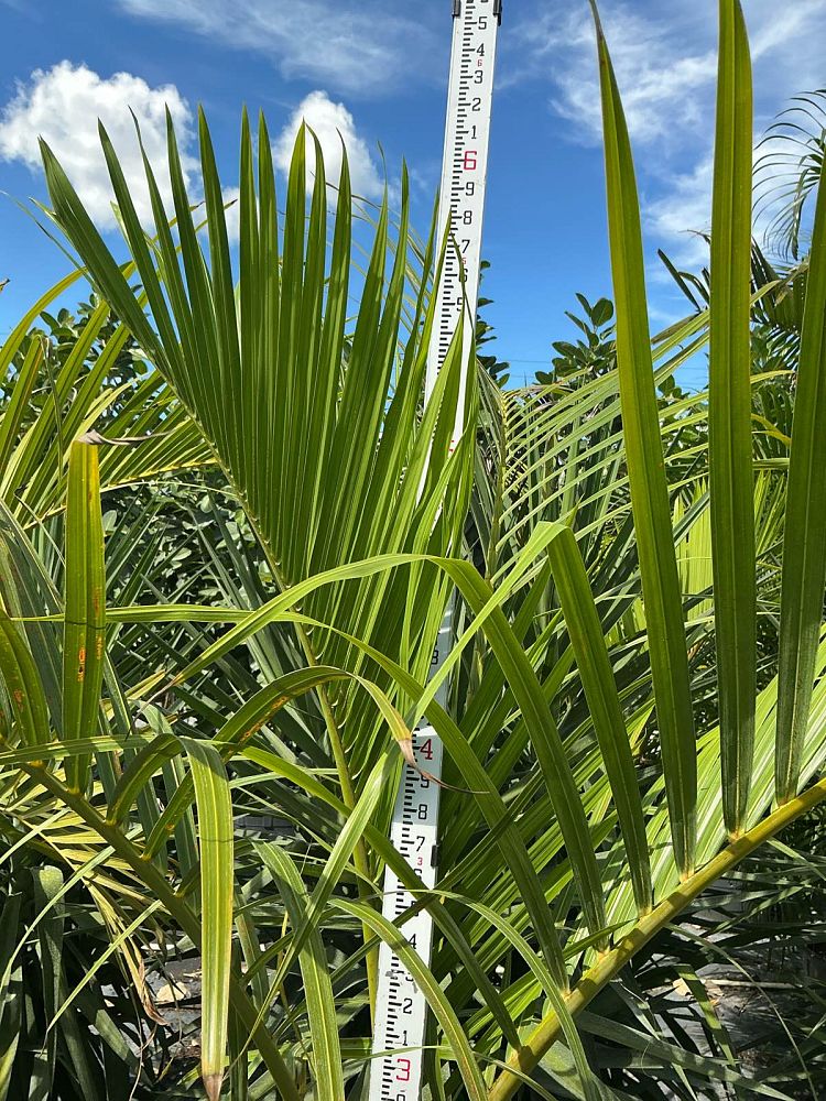 hyophorbe-verschaffeltii-mascarena-palm-spindle-palm