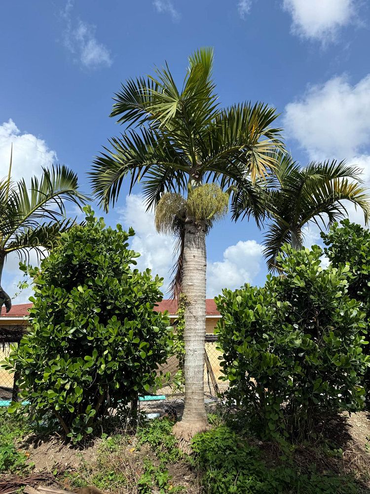 hyophorbe-verschaffeltii-mascarena-palm-spindle-palm