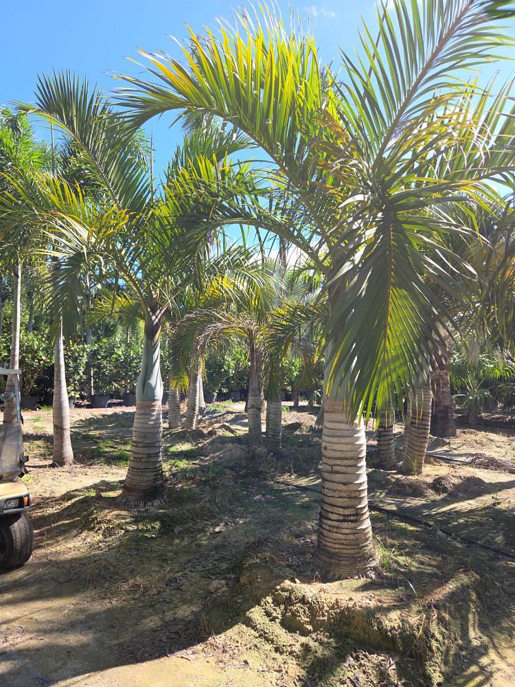 hyophorbe-verschaffeltii-mascarena-palm-spindle-palm